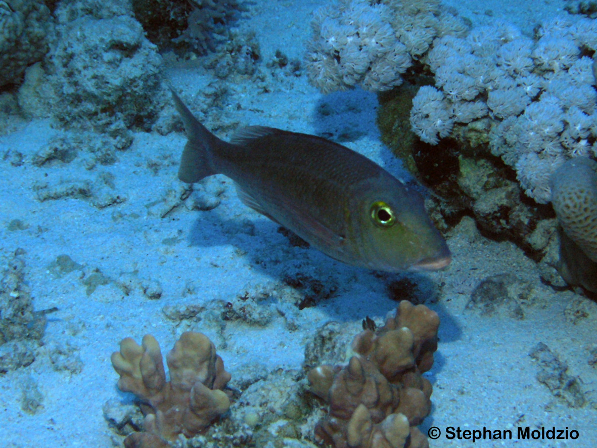 PER9 Lethrinus borbonicus P1015542.jpg